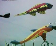 Flying Fish