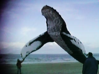 Flying Whale