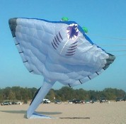 Manta Ray
