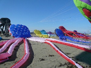 Octos at Ocean Shores